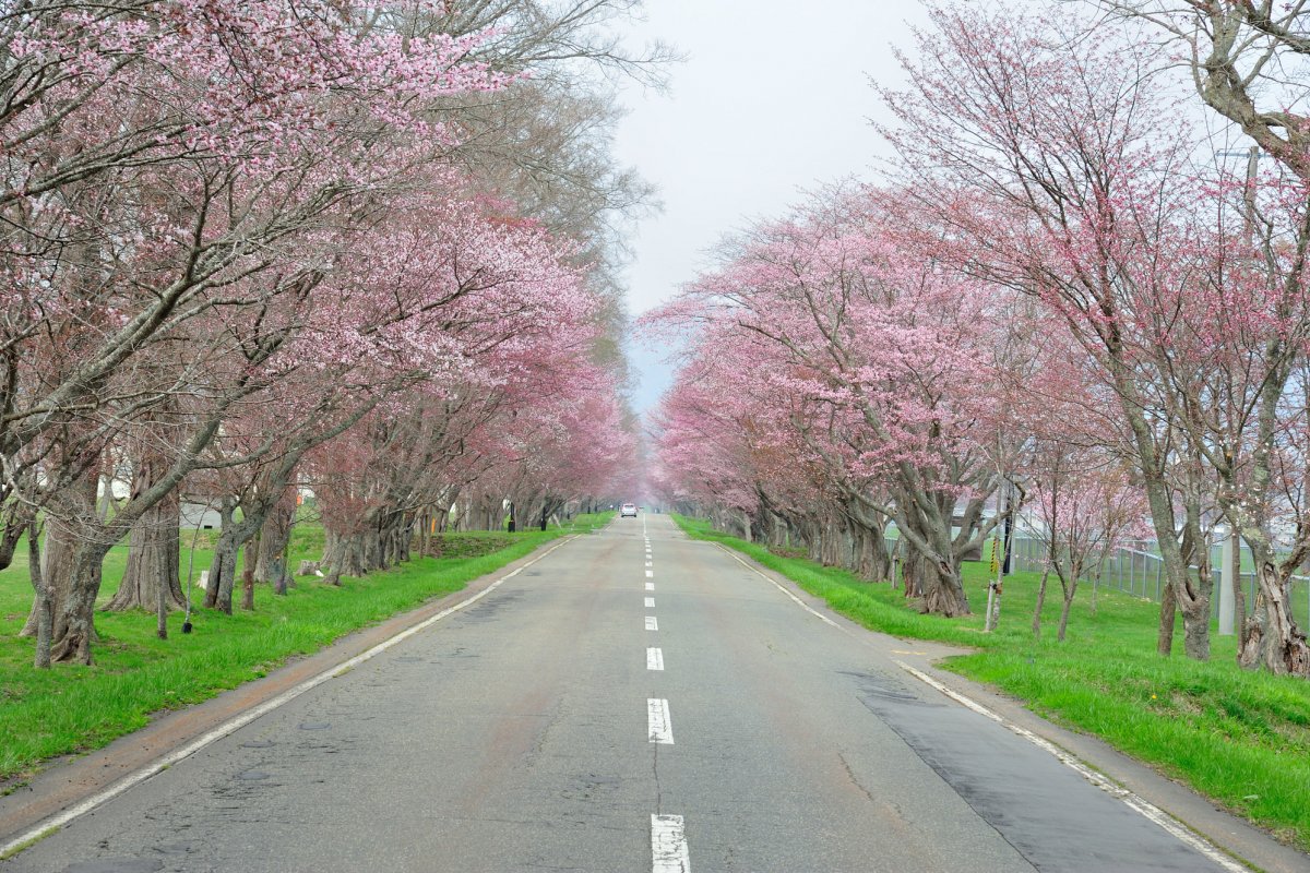 🌸 유슌 사쿠라 로드 (유슌 사쿠라 로도) 이미지 6